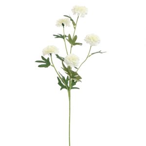 Zijdebloem Afrikaantje creme