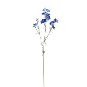 Zijdebloem Chinensis