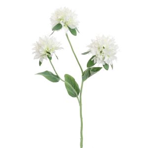 Zijdebloem Monarda